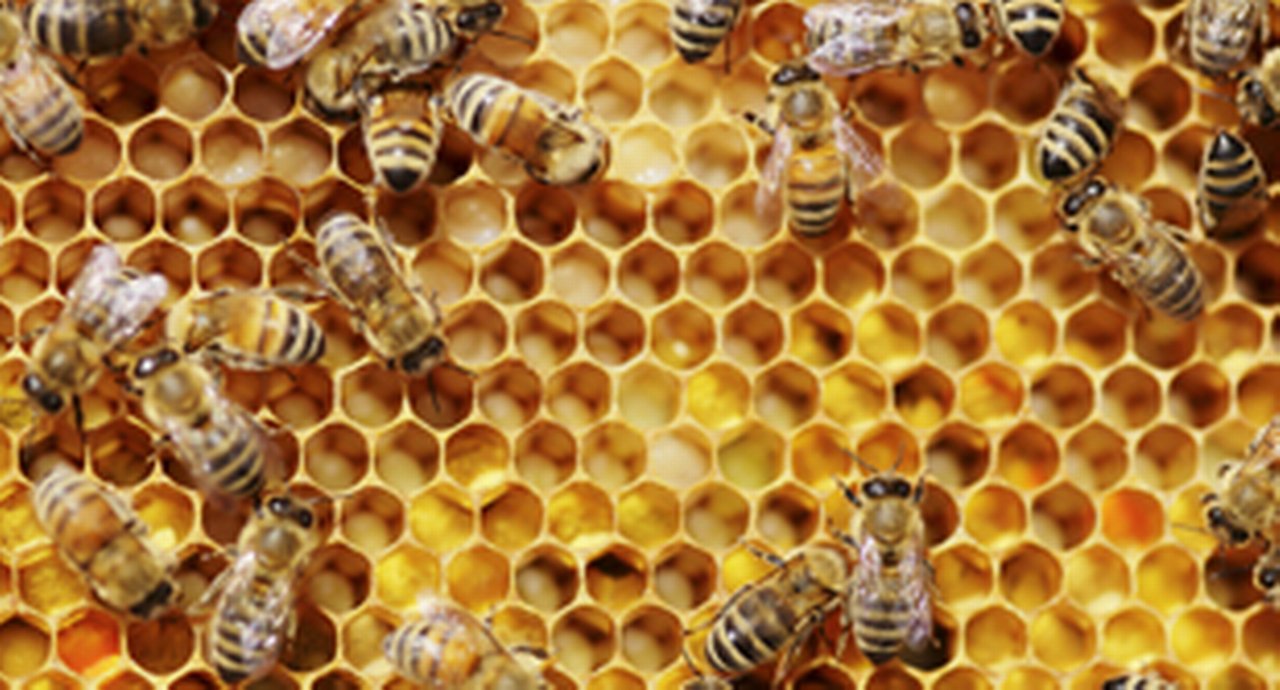 Busy bees in their hive