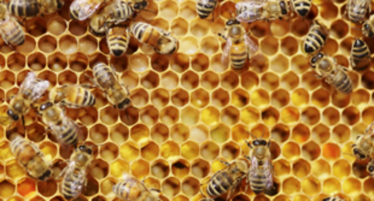 Busy bees in their hive