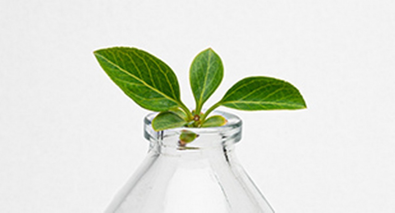 green sprout in a transparent bottle, healthy eat, white background