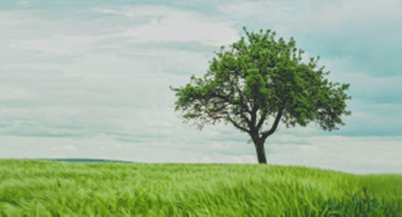 View on a tree in the landscape.