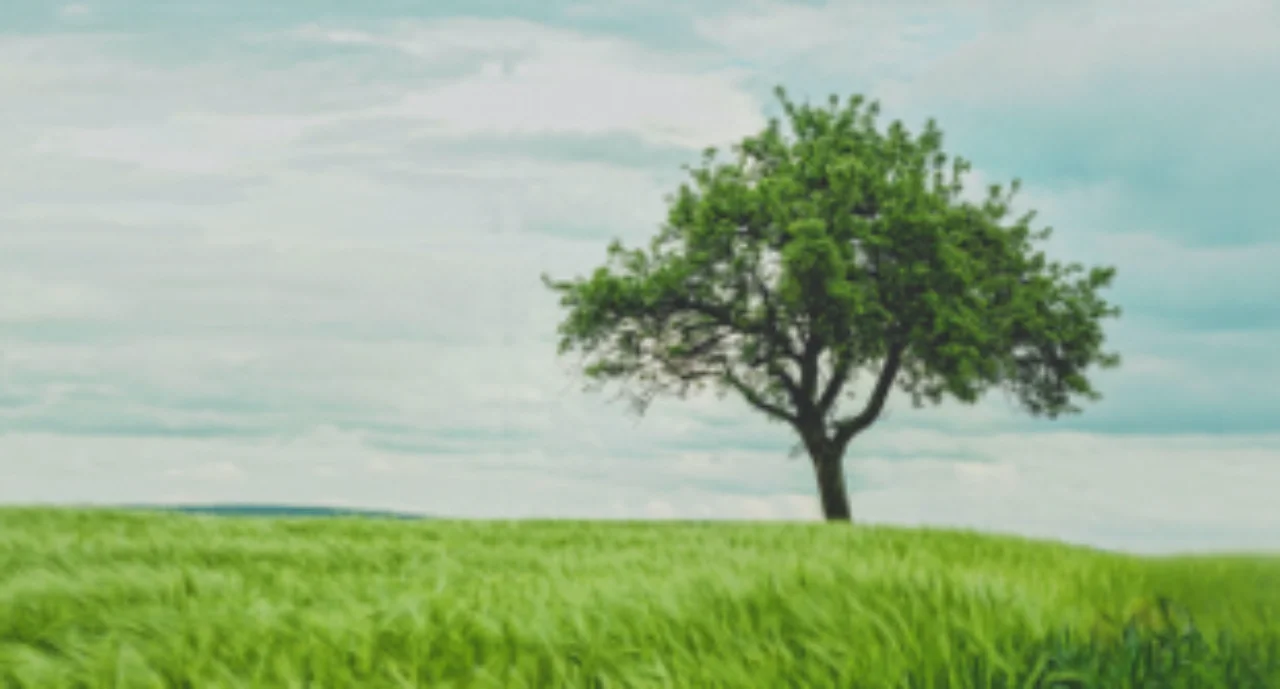 View on a tree in the landscape.