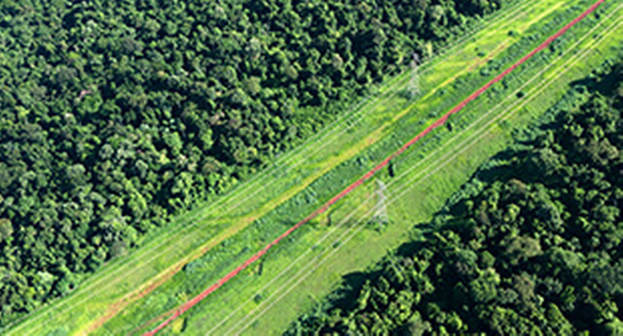 Power supply lines through forest