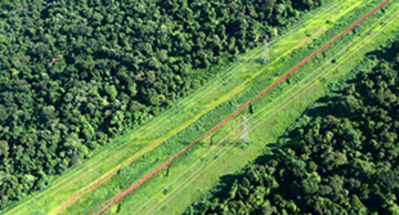Power supply lines through forest