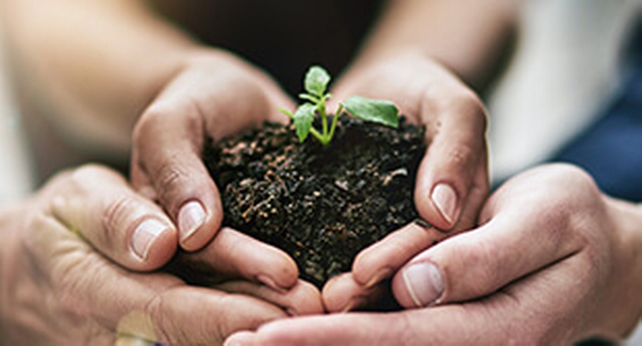 four hands holding a seedling in fertile soil