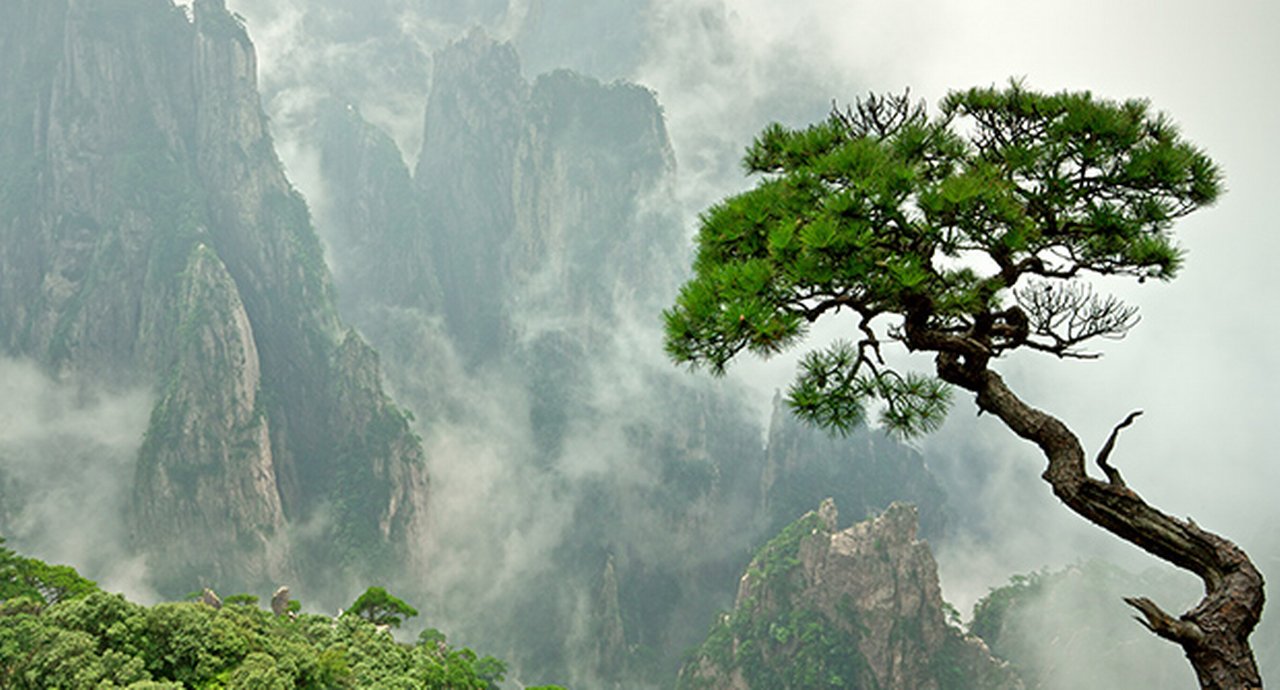 Remote Huangshan Pine