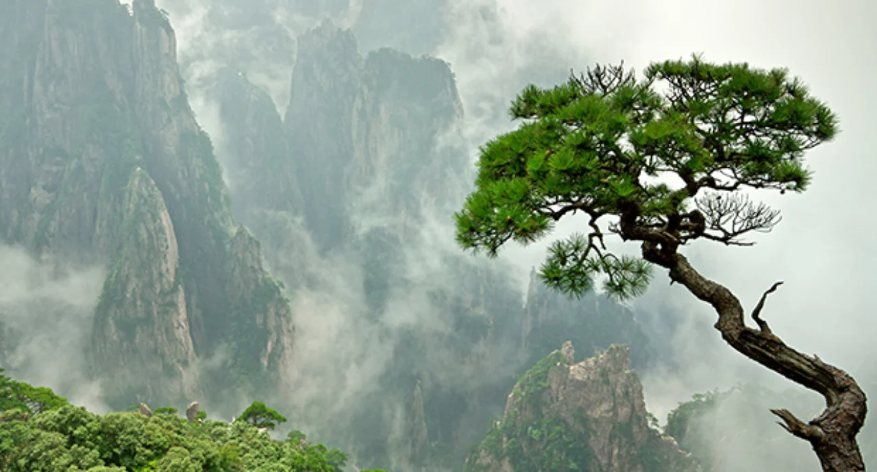 Remote Huangshan Pine