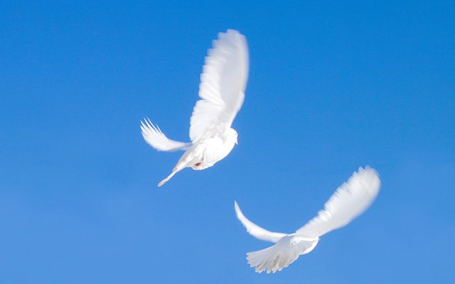 Two Flying Doves