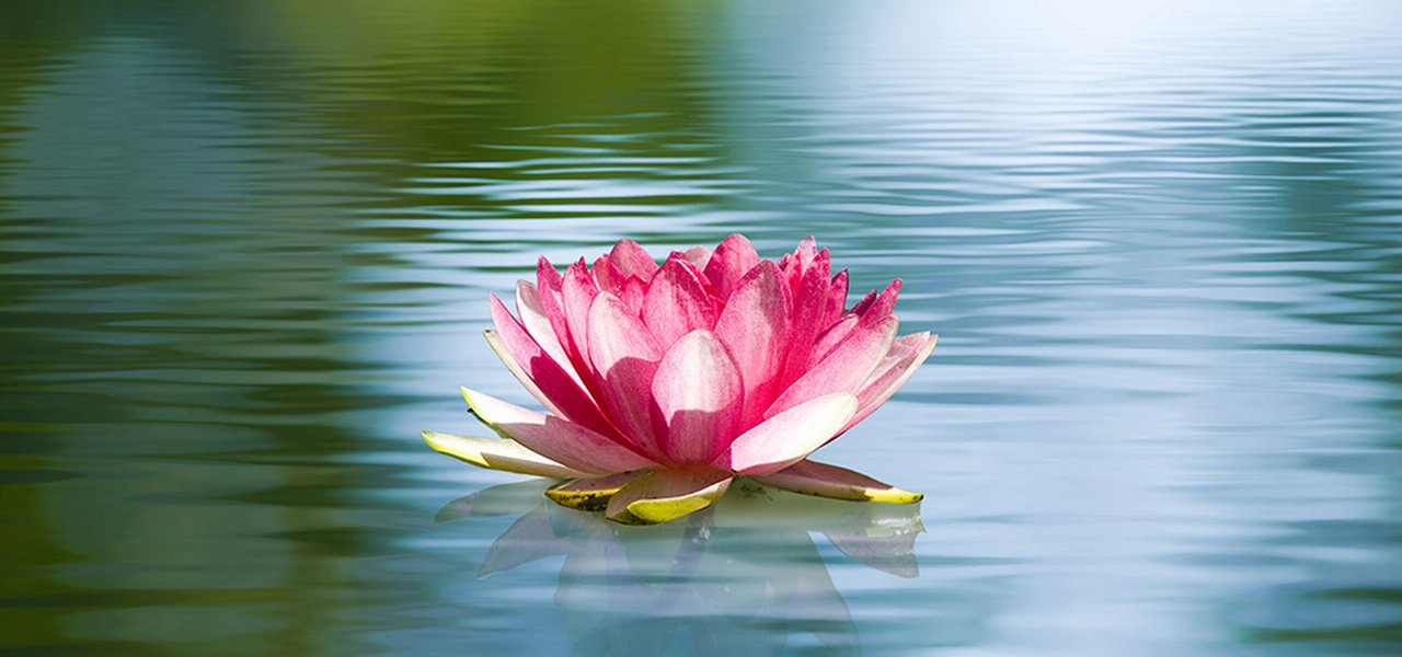 Pink and white Lily floating in water