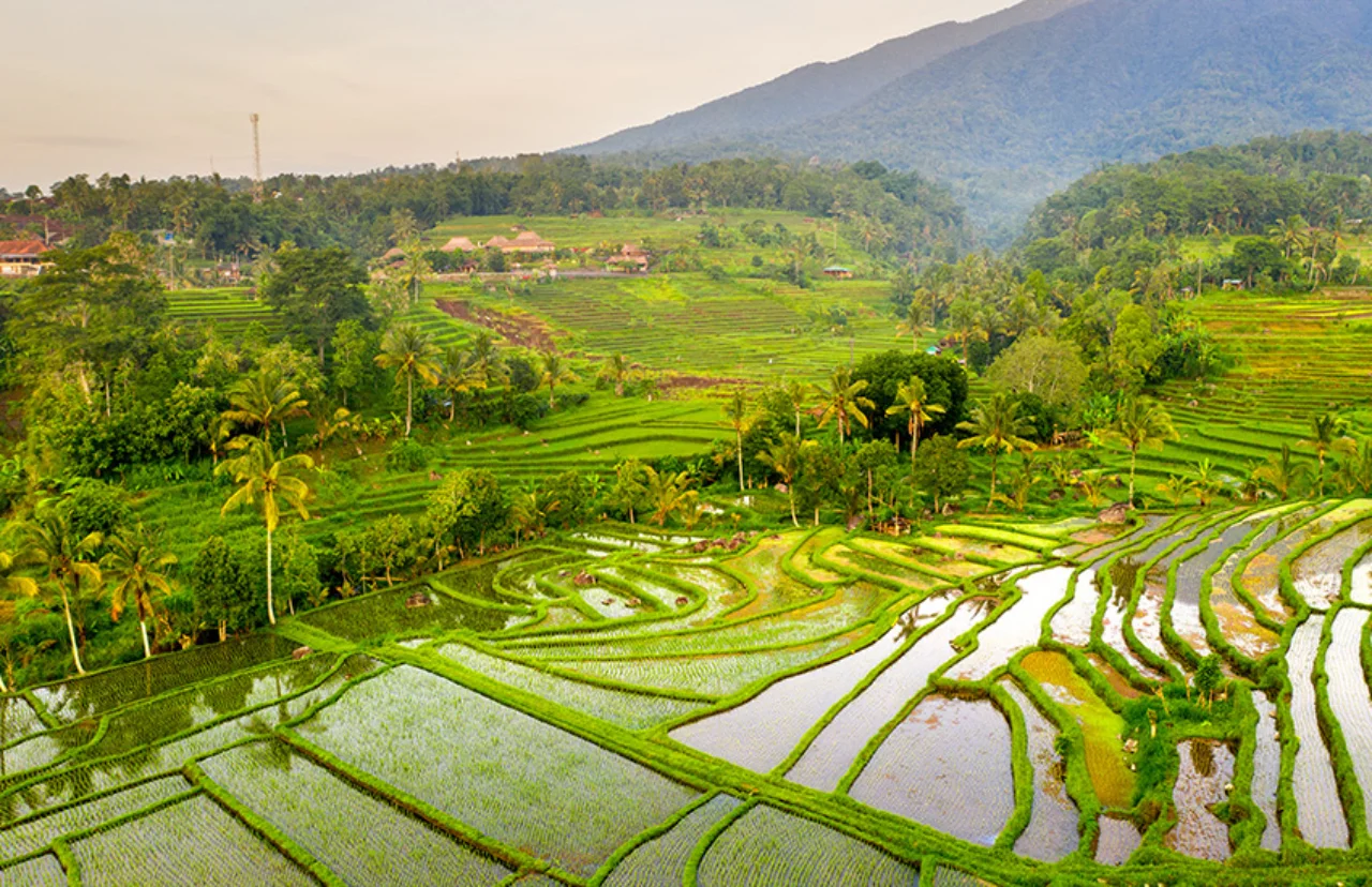 Bali, Sunrise over Jatiluwih Rice Terraces