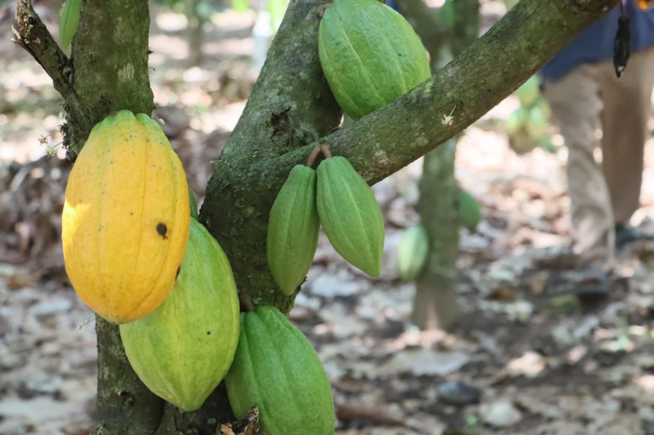 Cocoa pods on a Ghanaian cocoa tree