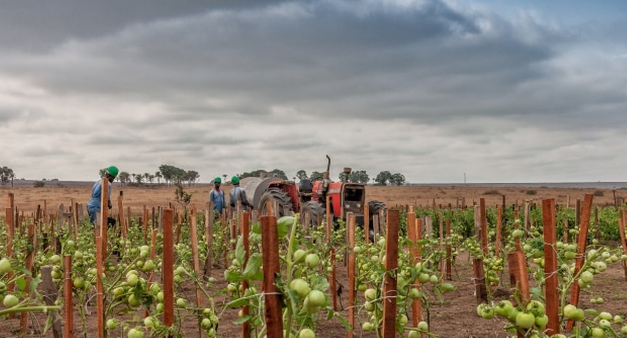 Tomatoes Plantation Still Green In Africa Tractor And Farmers In Background