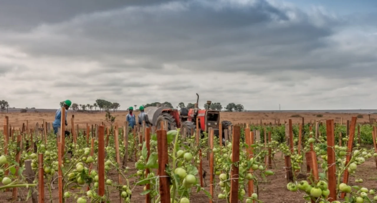 Tomatoes Plantation Still Green In Africa Tractor And Farmers In Background