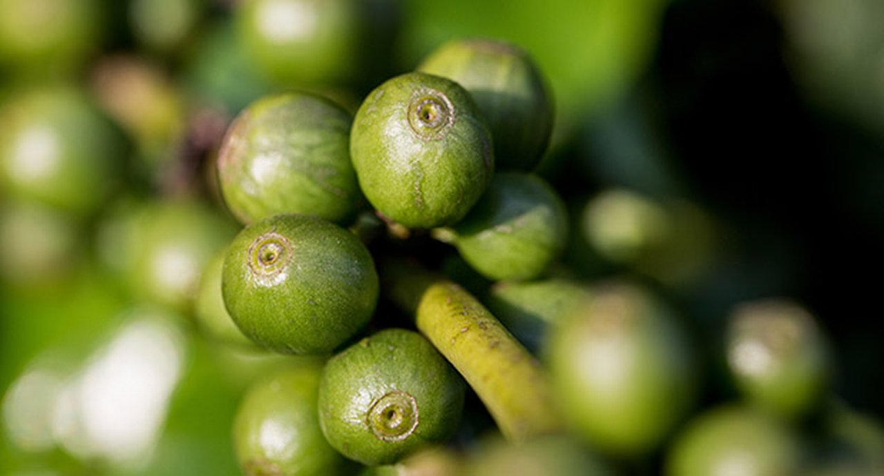 green coffee beans