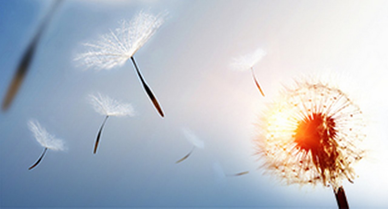Blossoming dandelions scattering their seeds in the wind