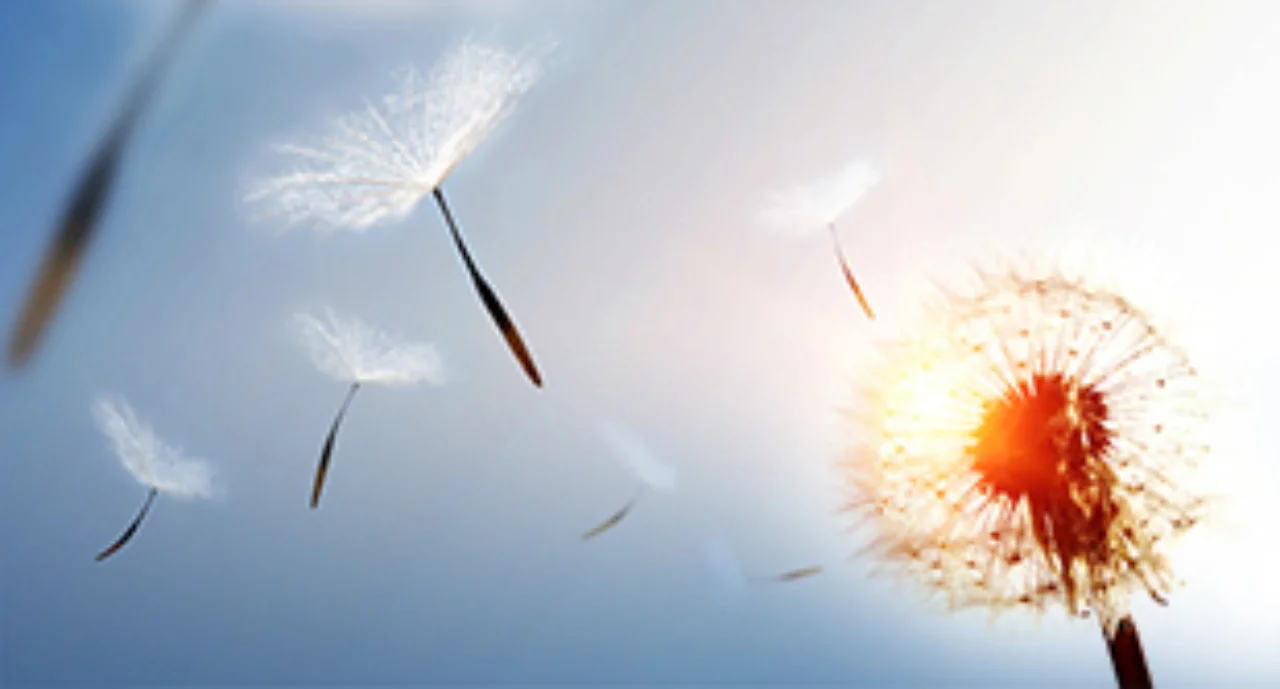 Blossoming dandelions scattering their seeds in the wind