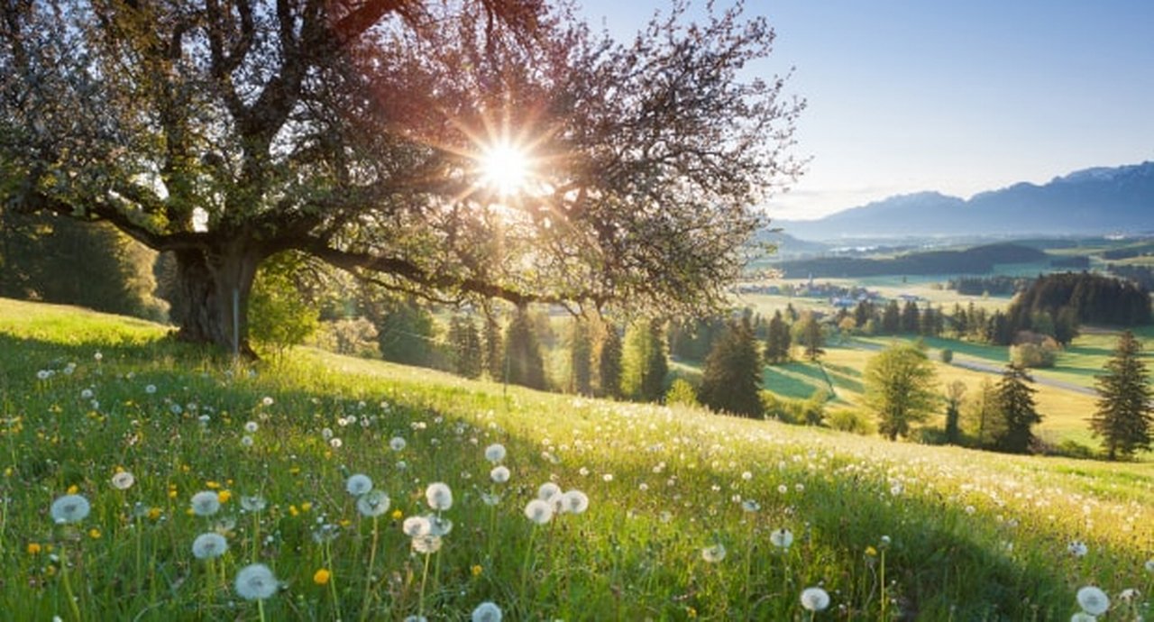 Backlight view through apple tree, summer meadow in bavaria