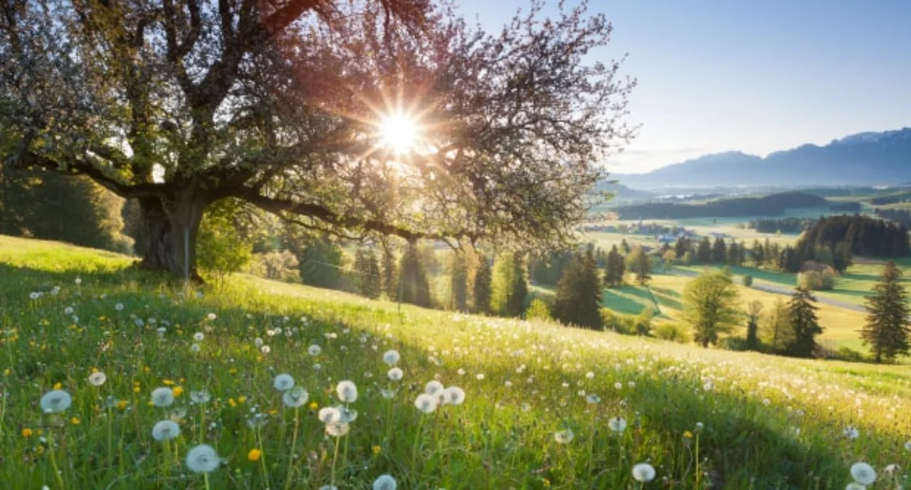 Backlight view through apple tree, summer meadow in bavaria