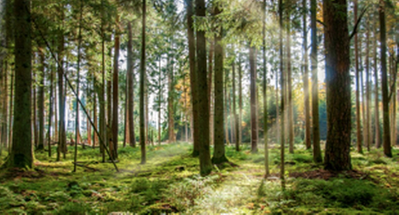 German Forest in Black Forest, with sunny ray of light near Villigen -Schwenningen