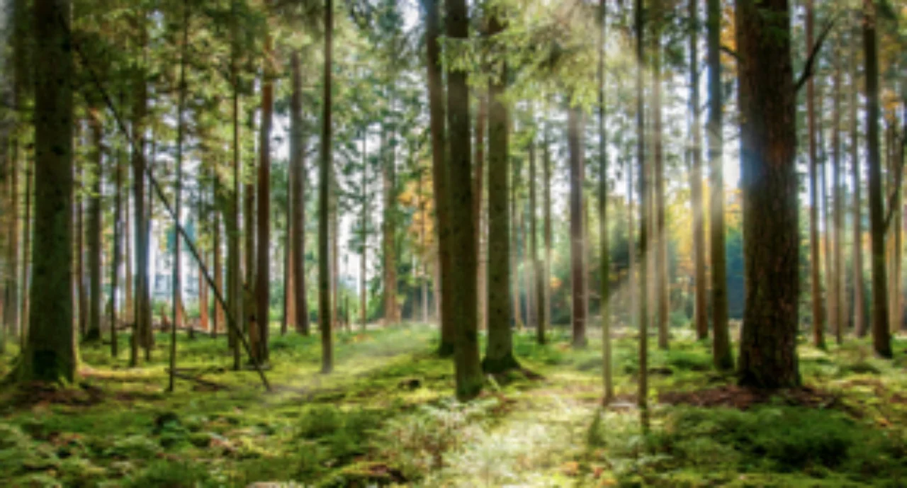 German Forest in Black Forest, with sunny ray of light near Villigen -Schwenningen