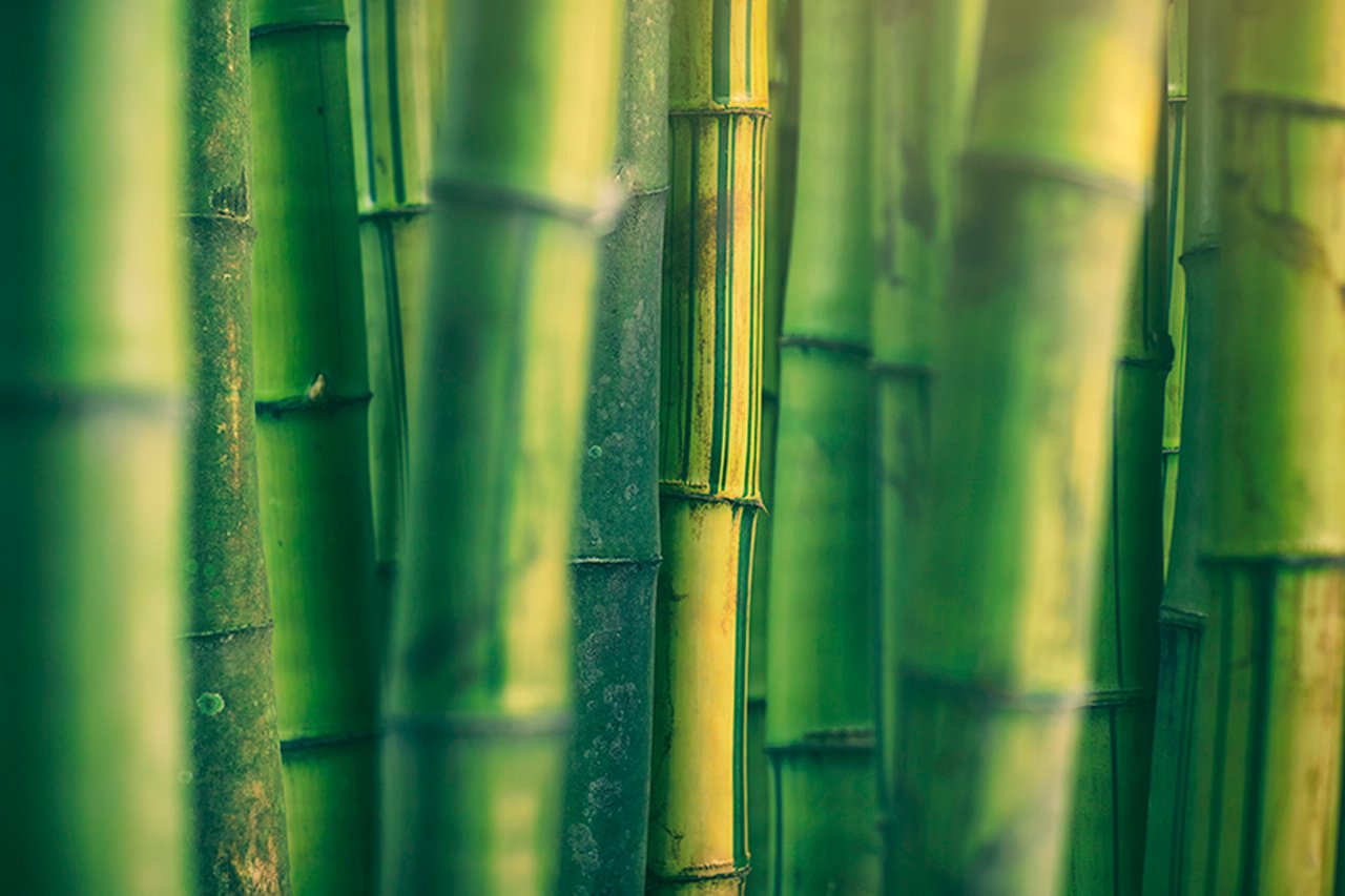 Thick stems of bamboo in the countryside of Luzon island, Philippines