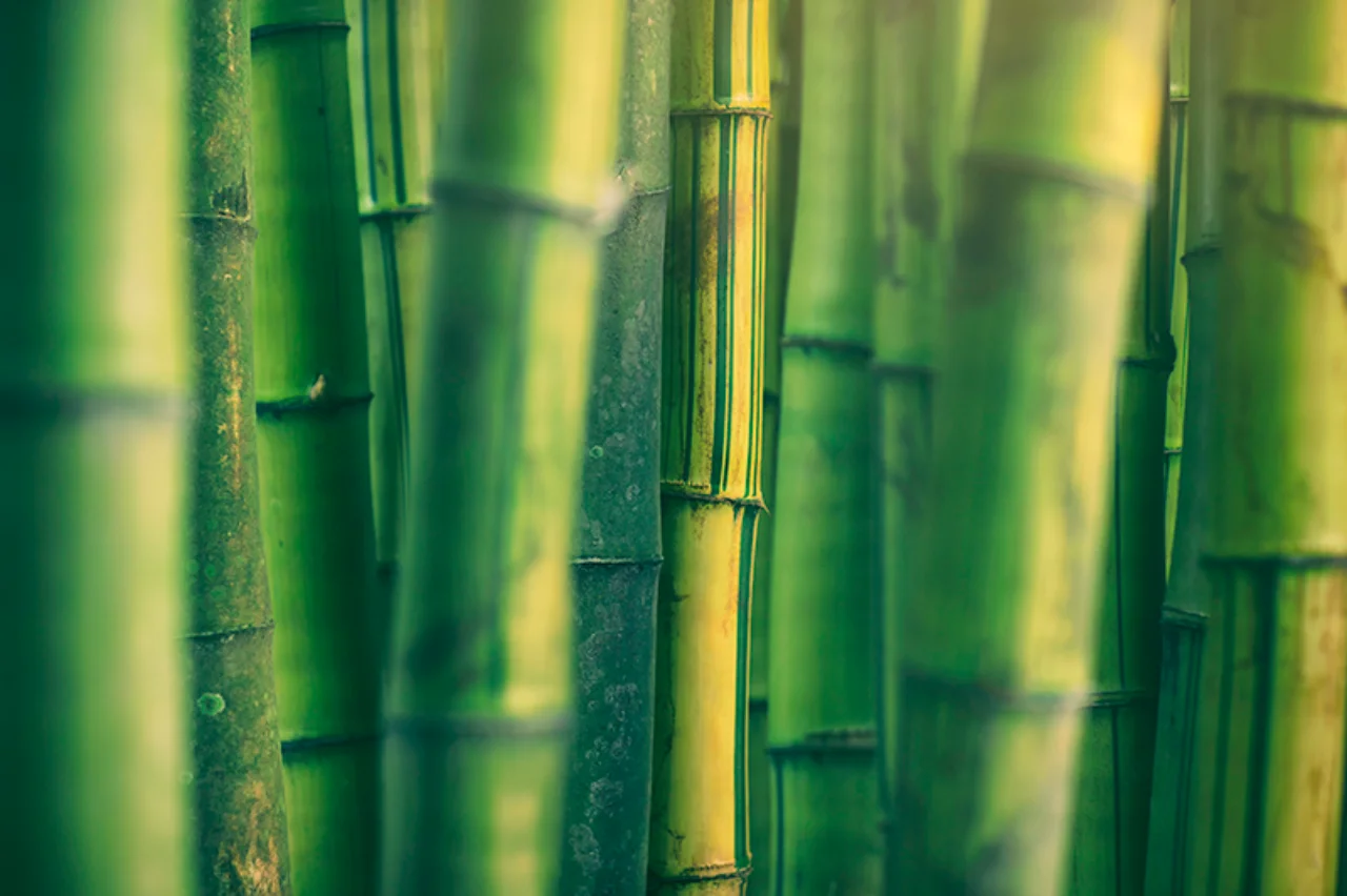 Thick stems of bamboo in the countryside of Luzon island, Philippines