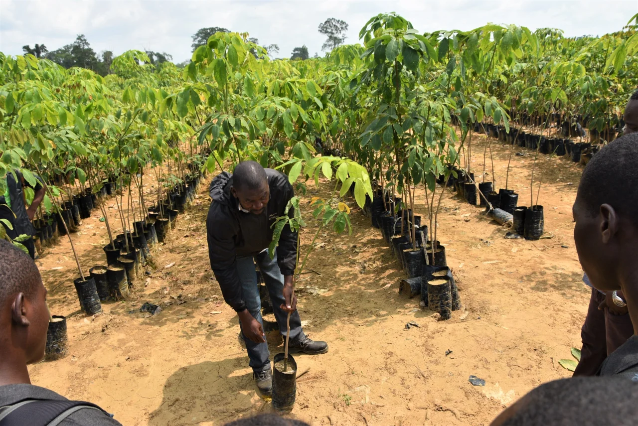 Preparing the plantation in Cameroon