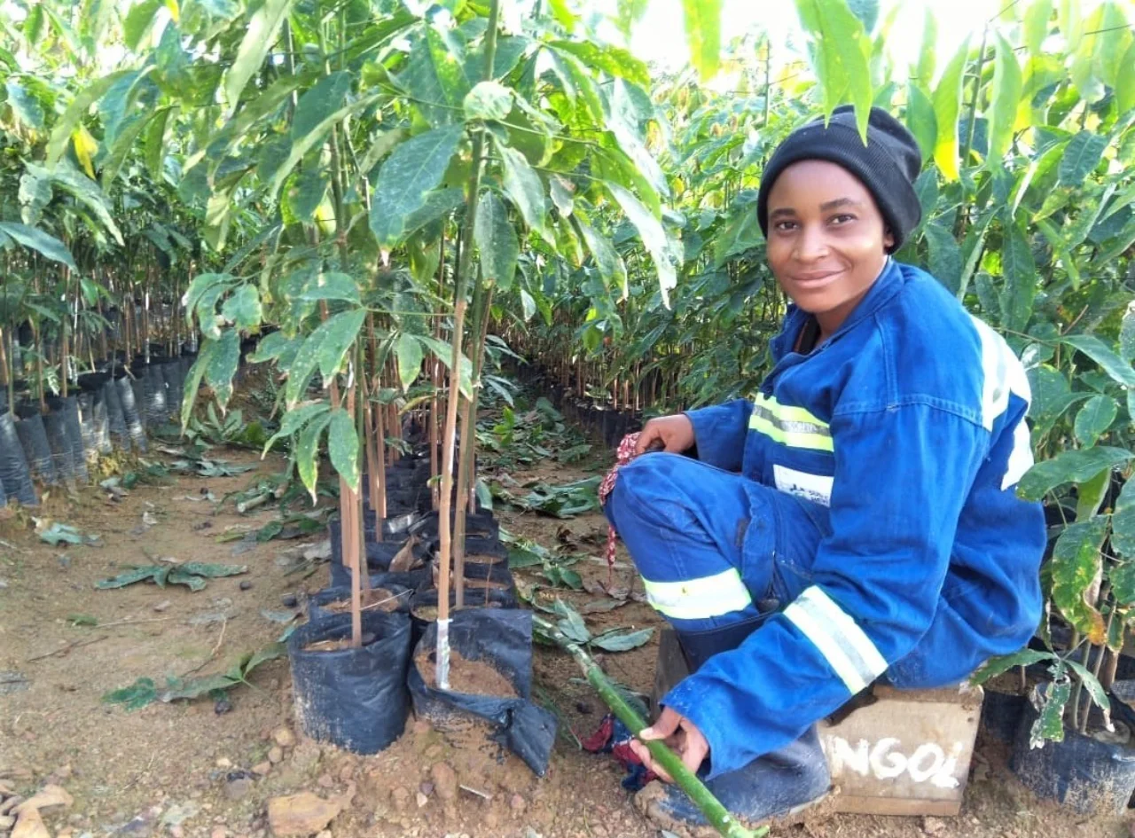 Nurturing the young rubber plants in Cameroon
