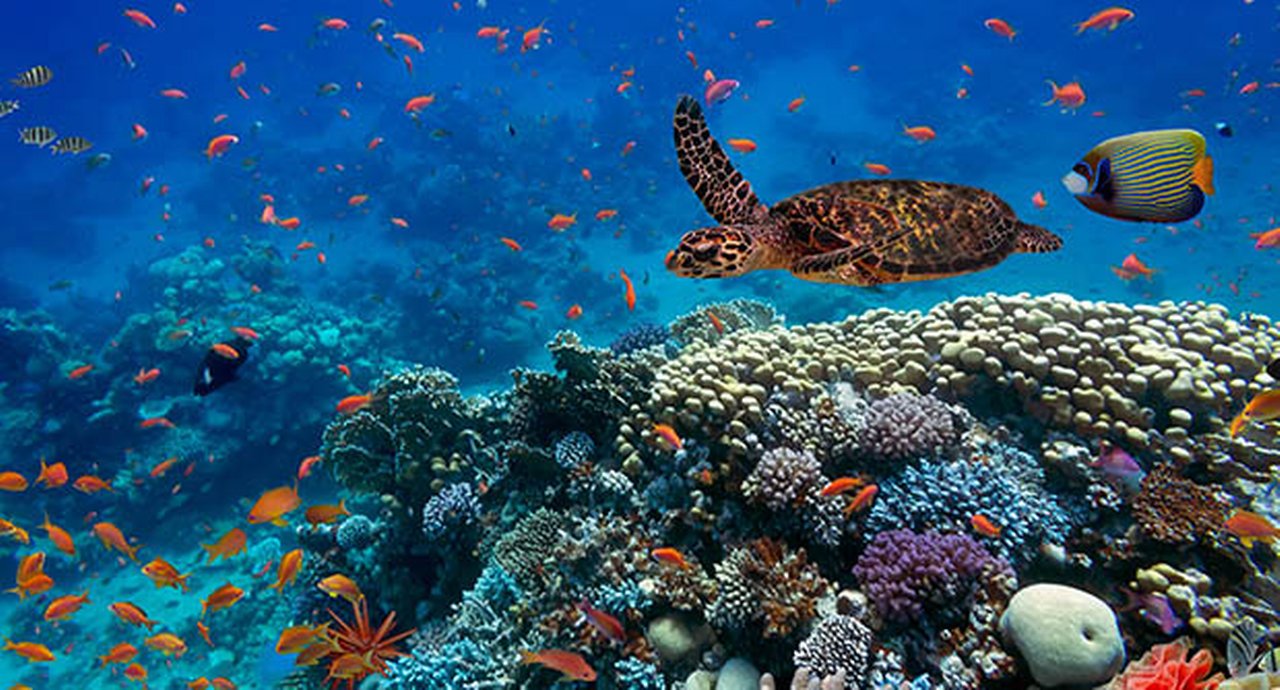 Sea turtle and other fish swimming