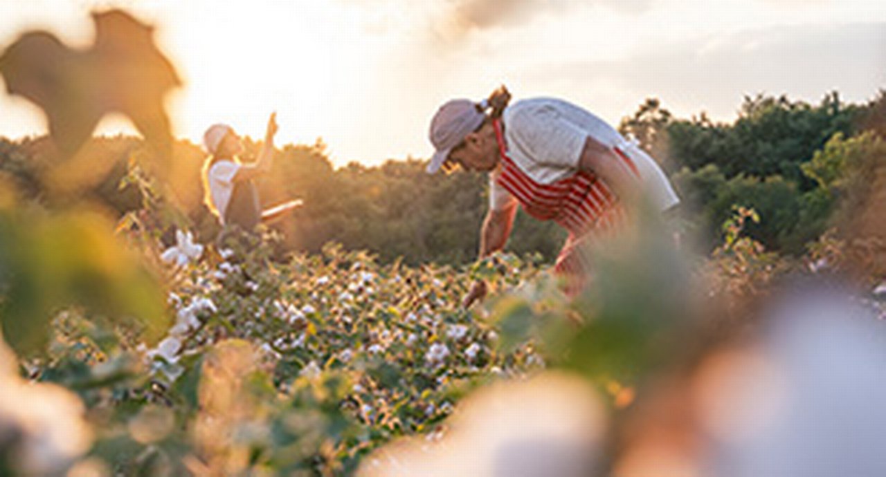 Quality control of the cotton plant crop. Confident woman specialist analyzing the quality of the plants
