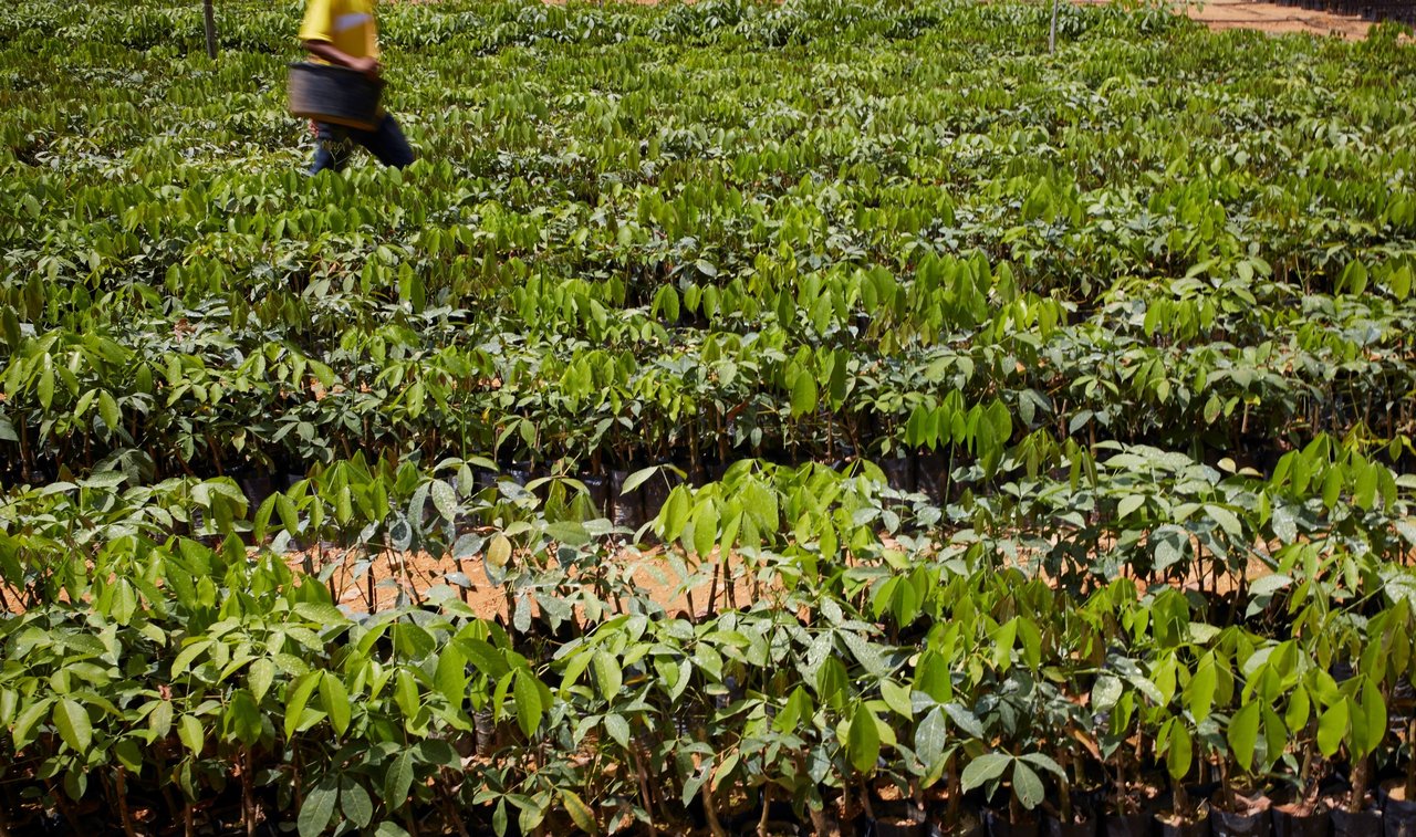 Young rubber plants in Cameroon
