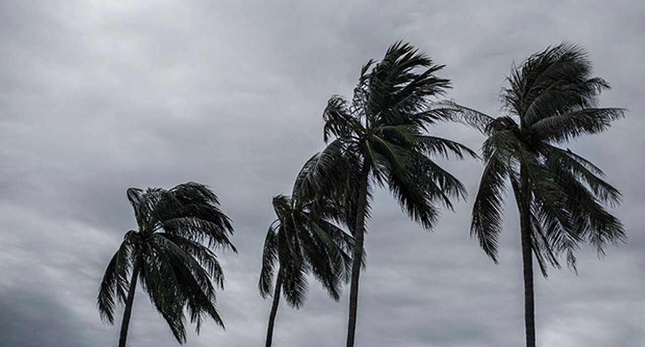Palms In Hurricane