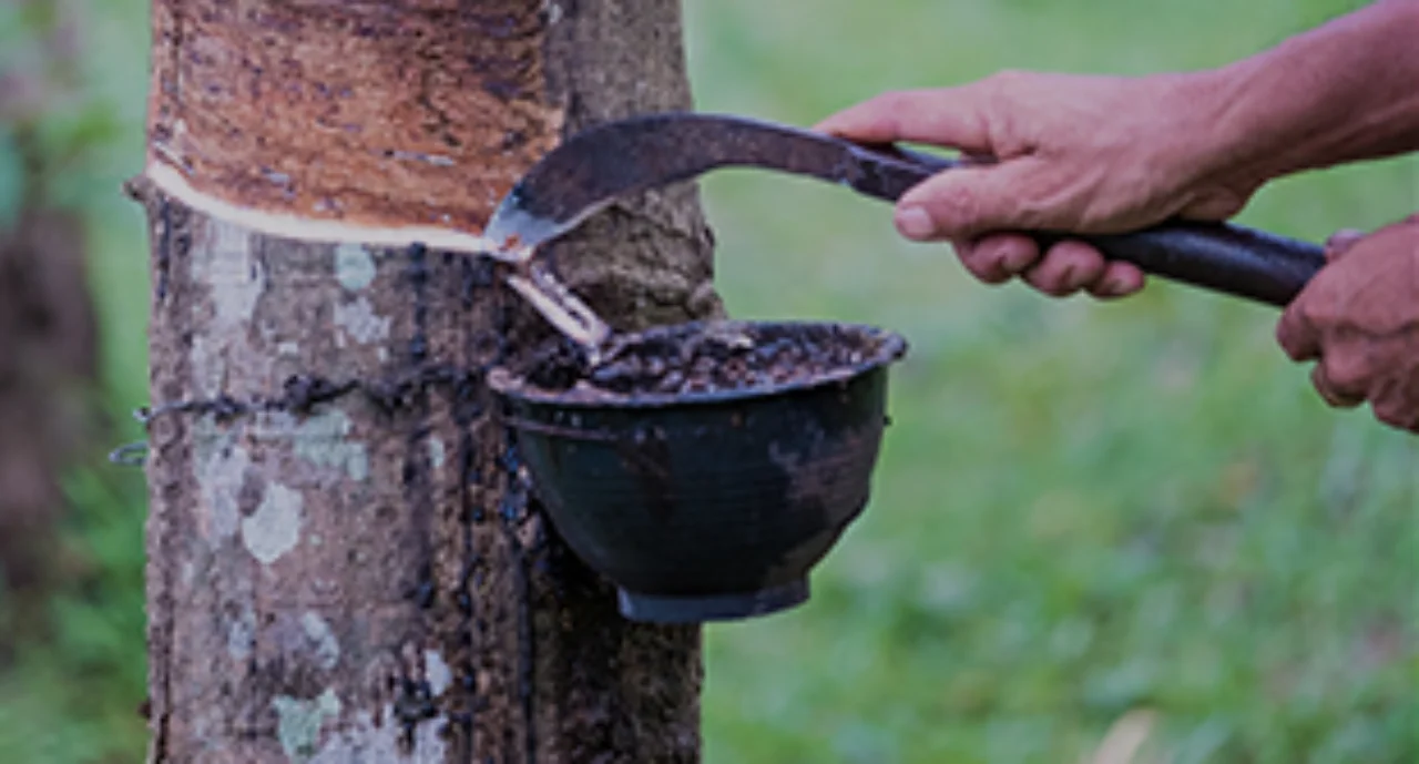 a latex tree is being cut with a machete