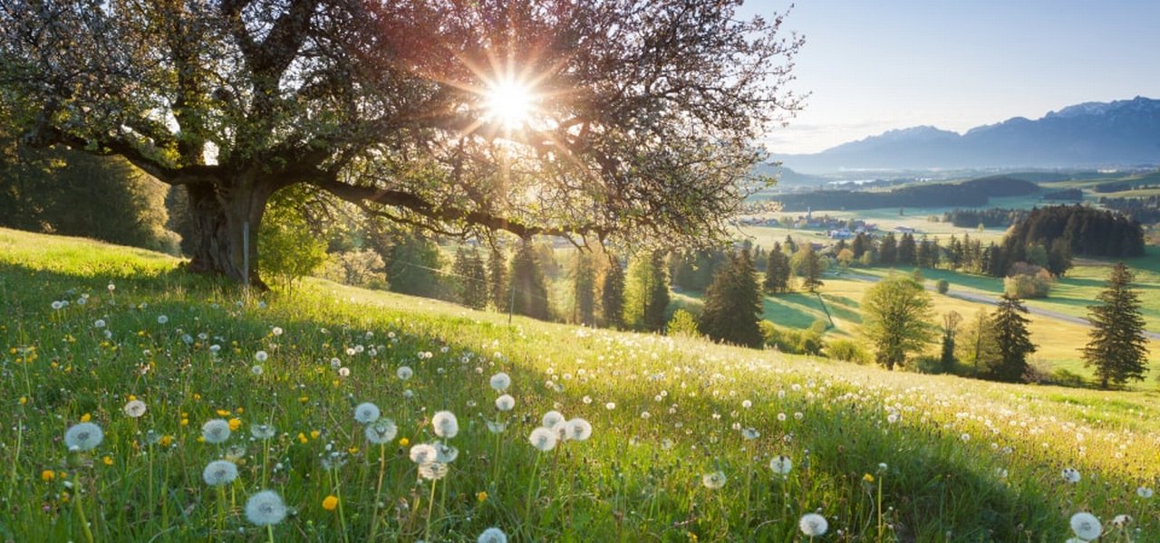 Backlight view through apple tree, summer meadow in bavaria