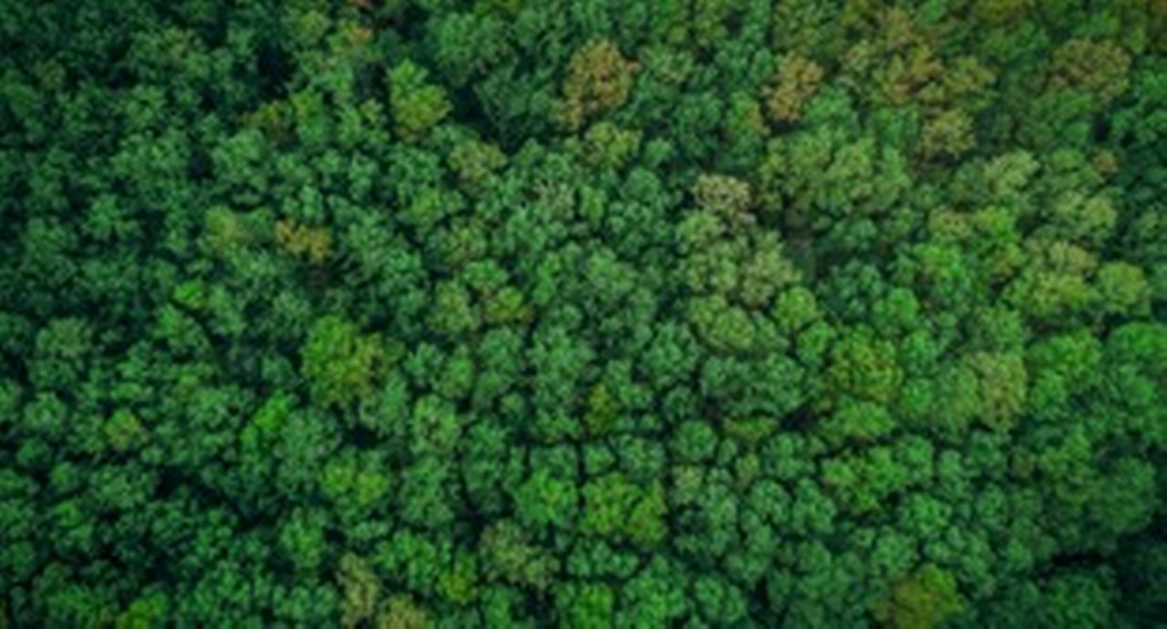 Forest, Sustainable Resources, Aerial View, Tree