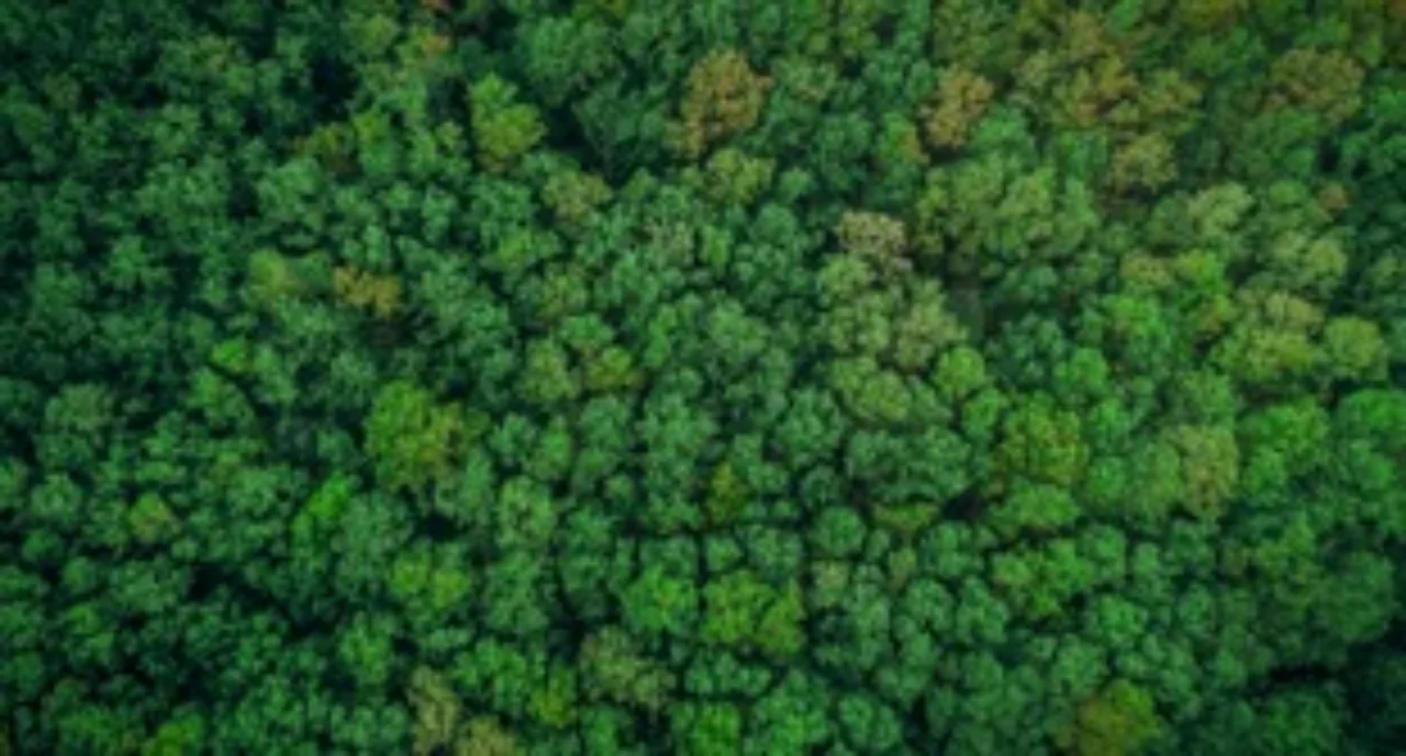 Forest, Sustainable Resources, Aerial View, Tree