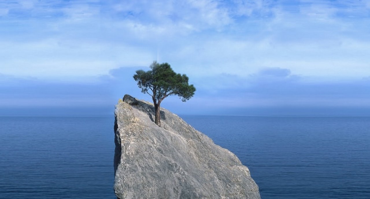 Tree that fights for life on a rock