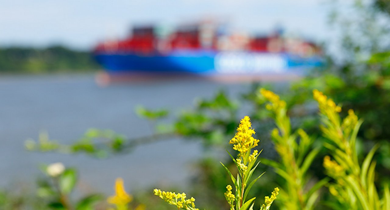 Blossoming Plants And Container Ship At The Elbe River Hamburg Germany
