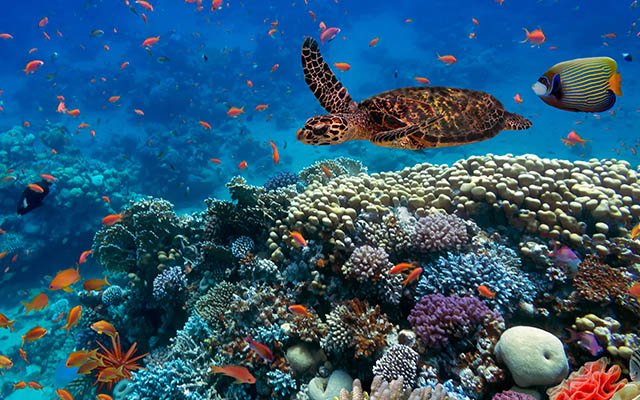 Sea turtle and other fish swimming