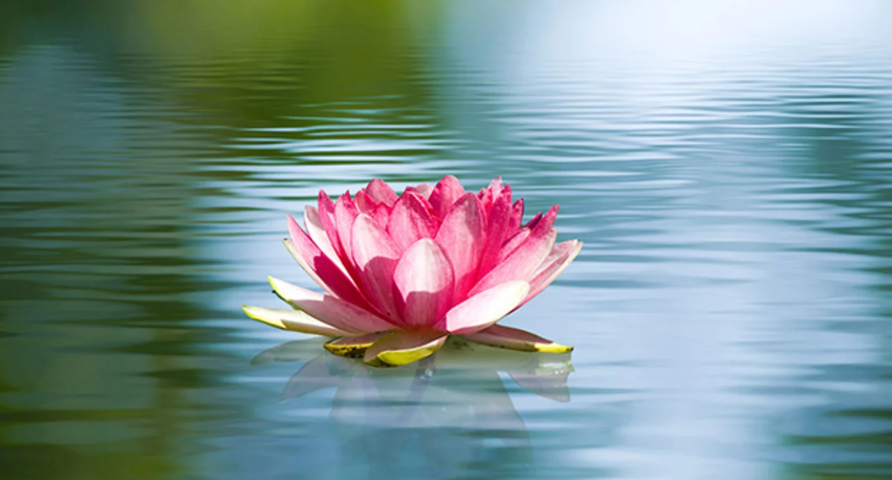 Pink and white Lily floating in water