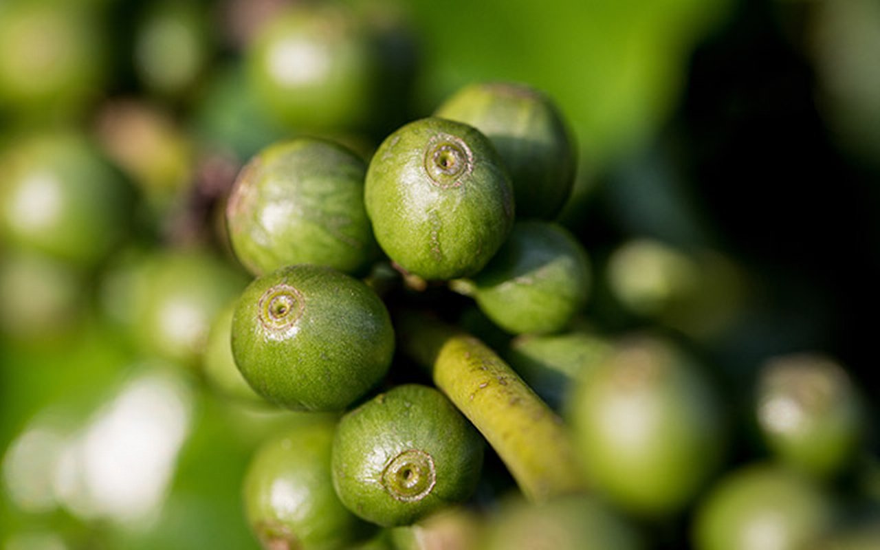 green coffee beans