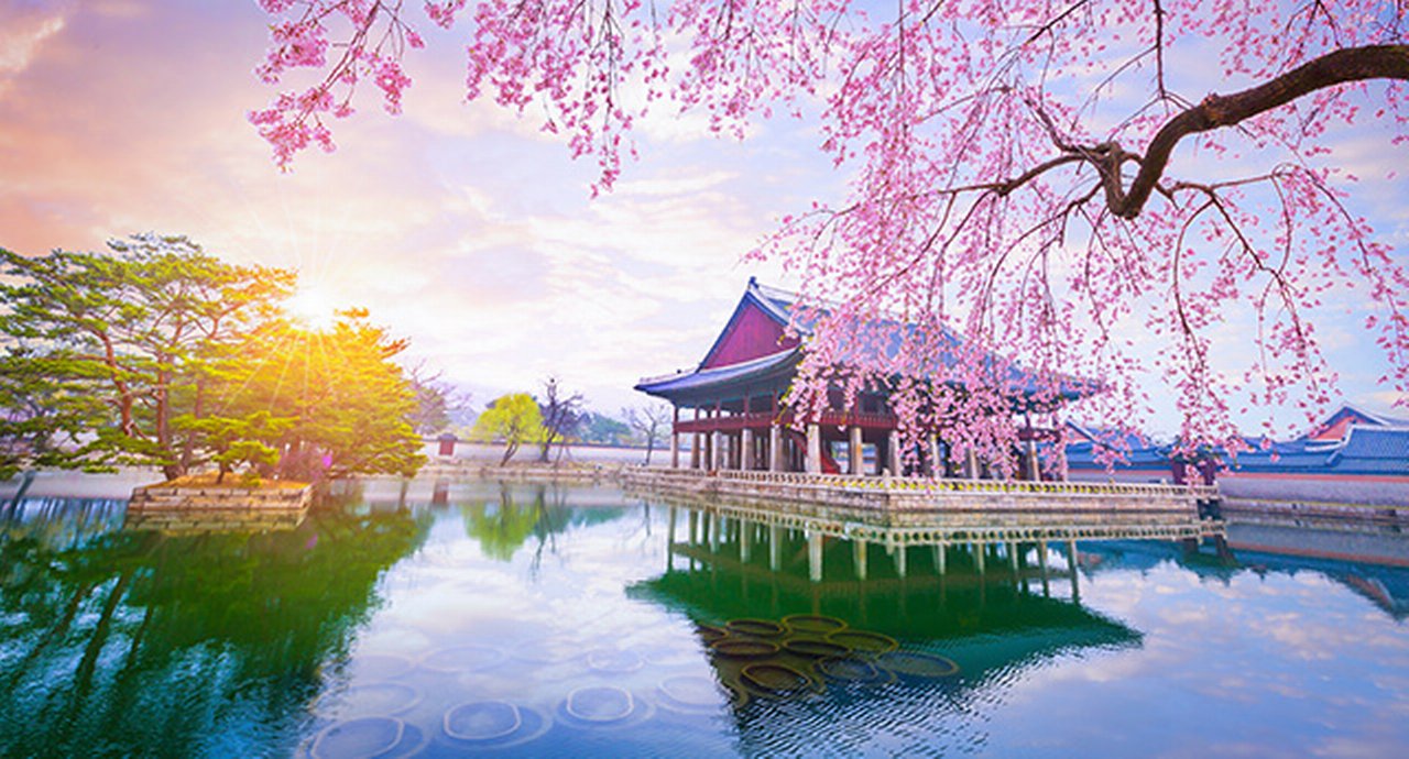 Gyeongbokgung Palace with cherry blossoms in spring in Seoul, South Korea