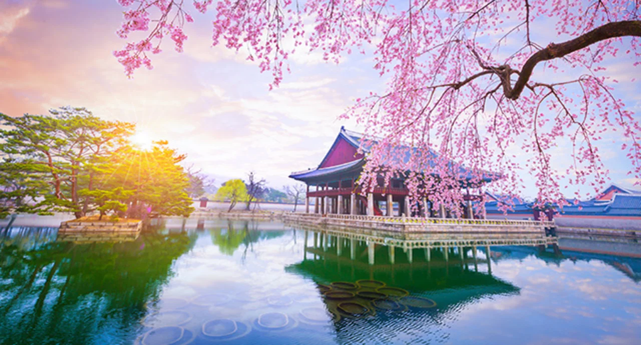 Gyeongbokgung Palace with cherry blossoms in spring in Seoul, South Korea