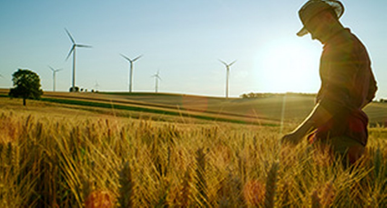 A farmer in a wheat field with windmills in the background