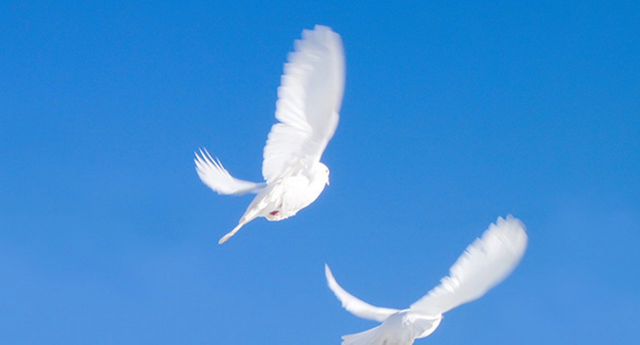 Two Flying Doves
