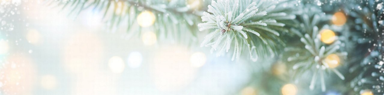 christmas tree needles, frosted  and sparkling
