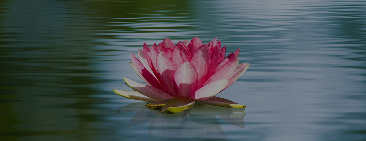 Pink and white Lily floating in water