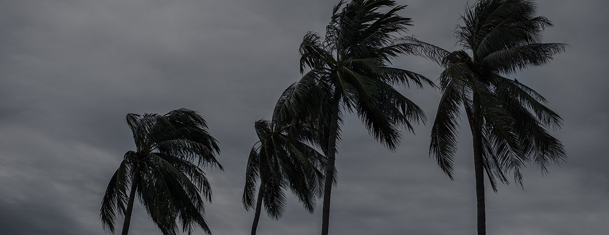 Palms In Hurricane