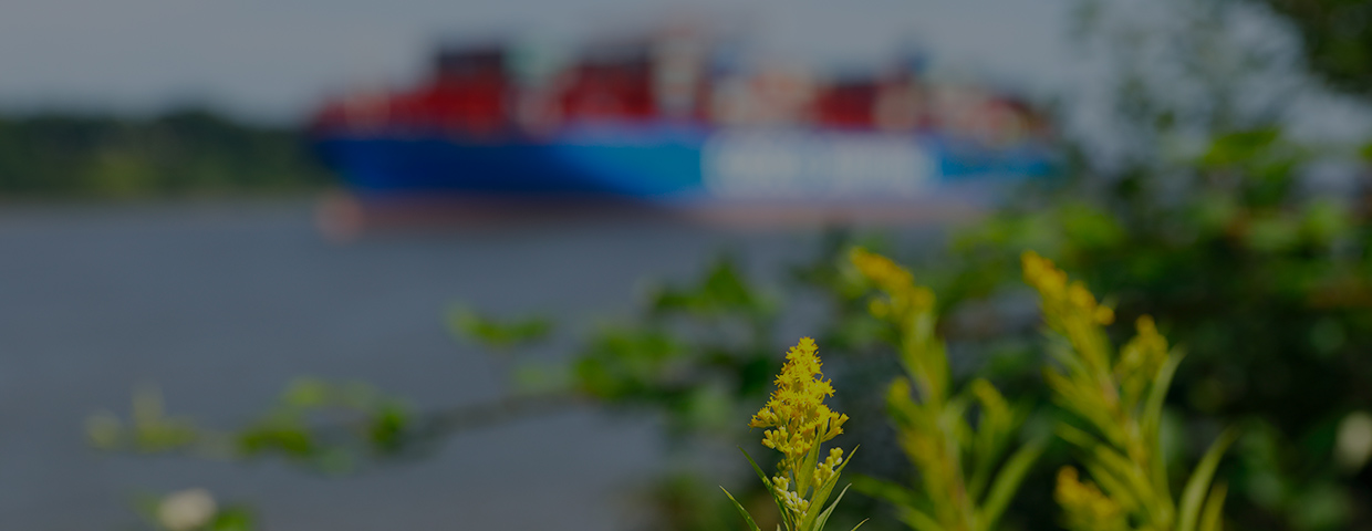 Blossoming Plants And Container Ship At The Elbe River Hamburg Germany