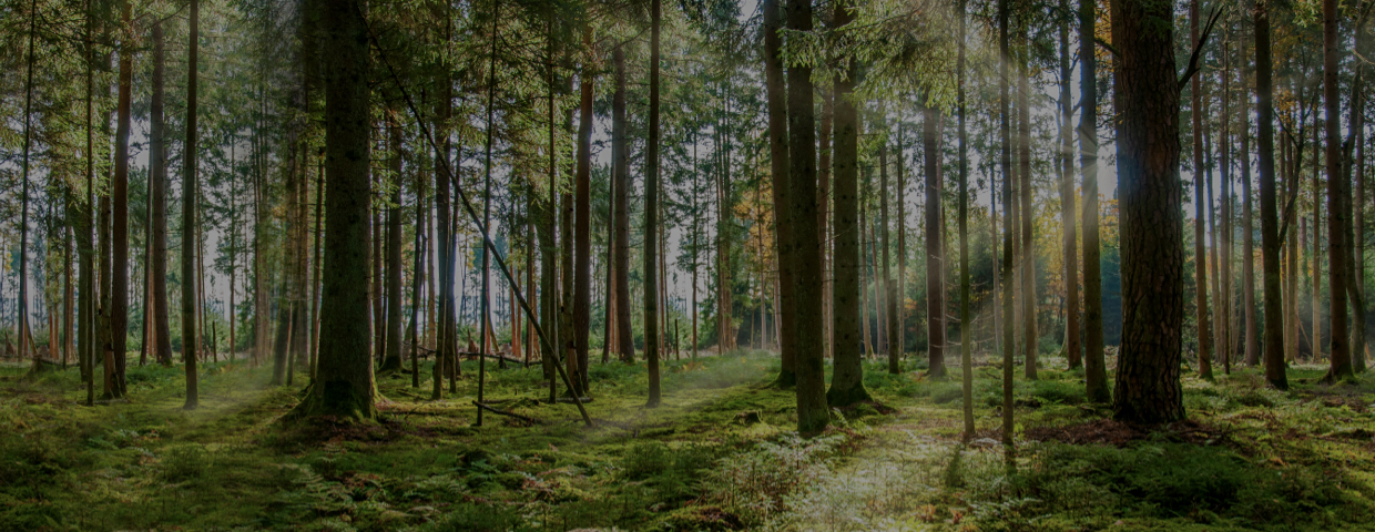 German Forest in Black Forest, with sunny ray of light near Villigen -Schwenningen