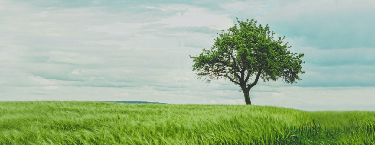 View on a tree in the landscape.